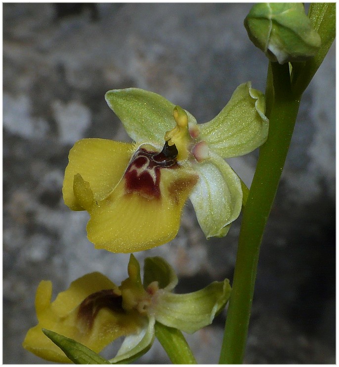 Ophrys lacaitae(con lusus)